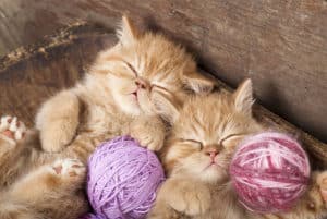 Read more about the article Cat Adoption Checklist: Here’s What You Need for a New Kitten or Cat