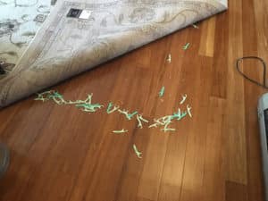 Read more about the article My Cat Collects Things: Hoarding Behavior in Cats