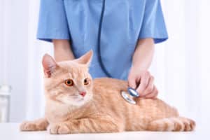 Read more about the article 7 Common Cat Health Problems: What You Should Know to Protect Your Cat