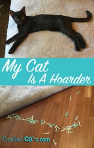 hoarding behavior in cats