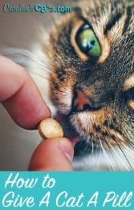 how to give a cat a pill