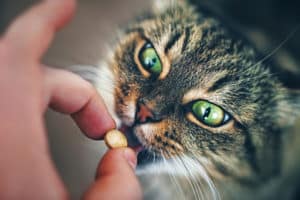 Read more about the article How To Give A Cat A Pill
