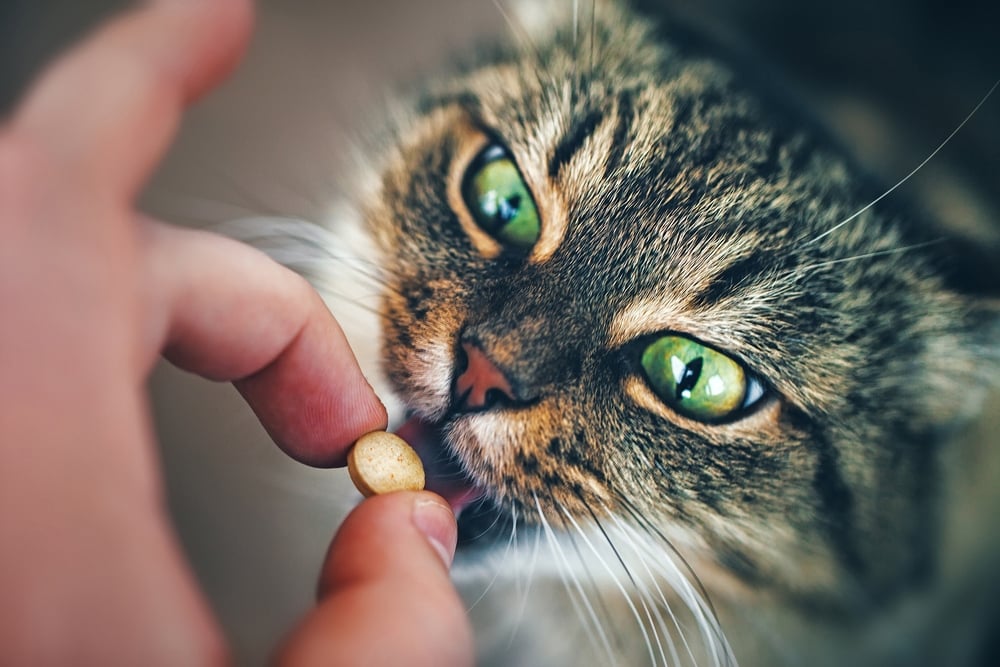 How to give a cat a pill.