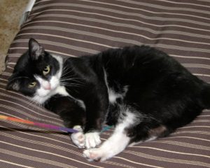 Read more about the article Cuddle Clones Review [Grieving a Pet Cat]