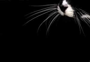 Read more about the article Why Do Cats Have Whiskers?