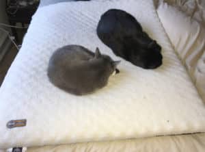 Read more about the article K&H Pet Products Ortho Thermo-Bed Review