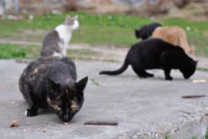 Read more about the article Reasons to Spay or Neuter Your Cat