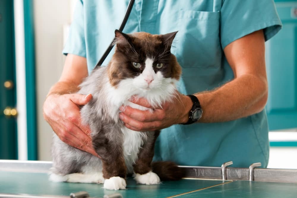 recognizing kidney disease symptoms in cats