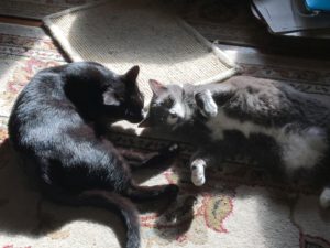 Read more about the article Nutrition for Senior Cats