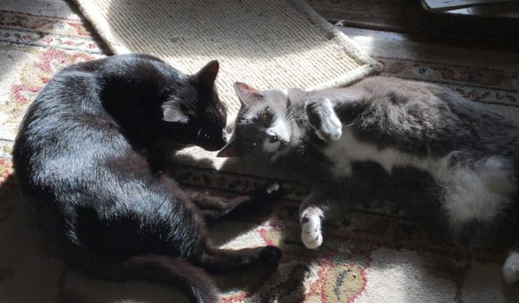 Nutrition for senior cats. Munchkin and Periwinkle.