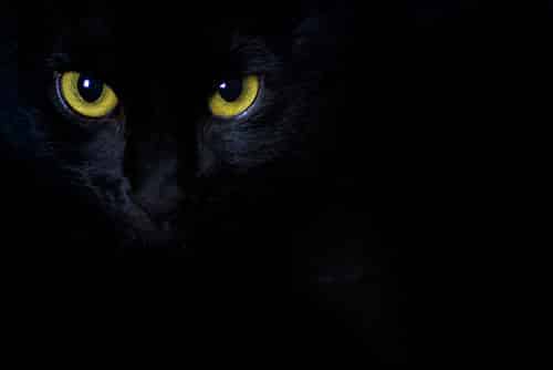 can cats see in the dark?