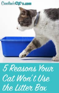 5 reasons your cat won't use the litter box