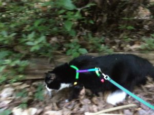 Read more about the article How To Walk Your Cat On A Leash