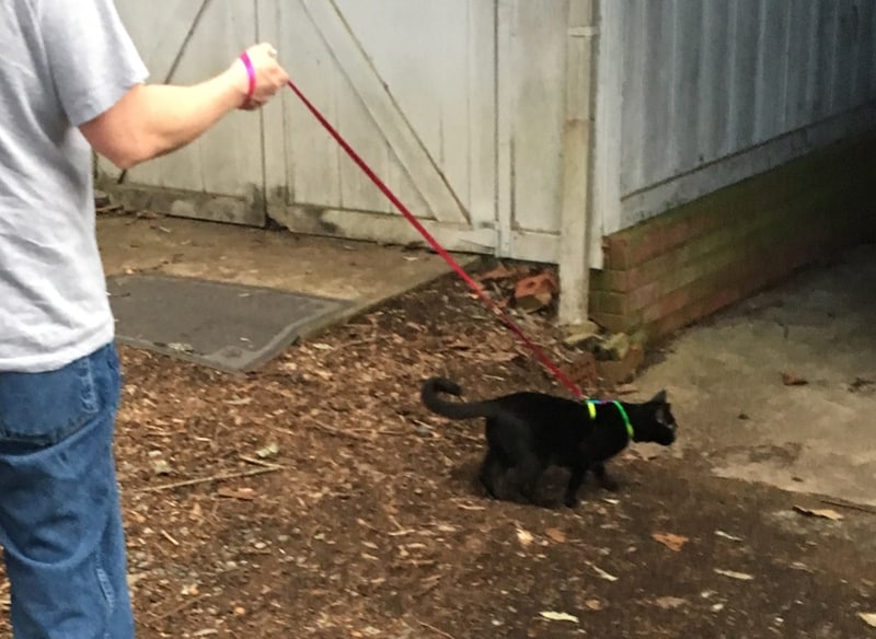 how to walk your cat on a leash