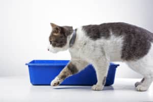 Read more about the article Why Is My Cat Peeing on Everything? 5 Reasons