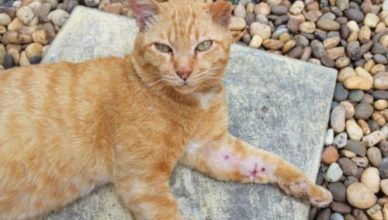 How to treat an open wound on a cat