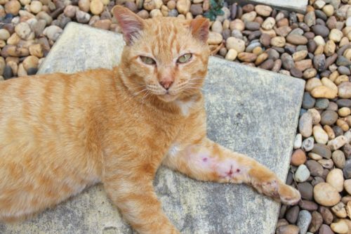 How to treat an open wound on a cat