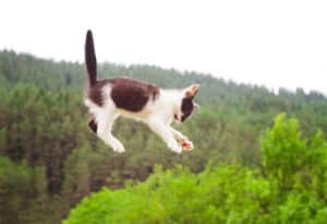 Read more about the article Can Cats Survive a Fall from any Height?
