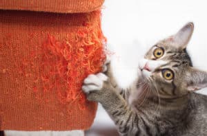 Read more about the article Help, My Cat is Shredding My Furniture!