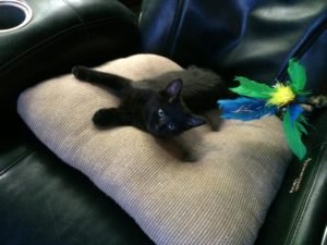 Read more about the article Why Do Cats Purr? Here are 4 Reasons