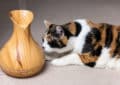 Are essential oils dangerous to cats?