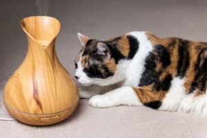 Read more about the article Are Essential Oils Dangerous to Cats?