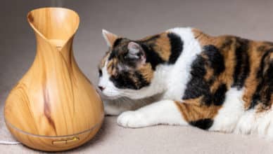 Are essential oils dangerous to cats?