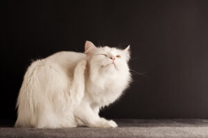 Read more about the article How to Tell If Your Cat Has Fleas