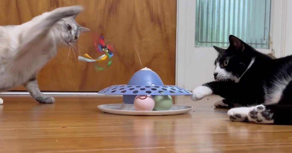 Motorized butterfly cat clearance toy