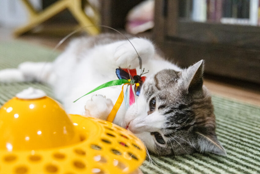 Butterfly Cat Toy